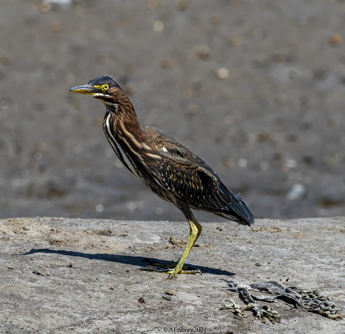 Green Heron - ML389331601