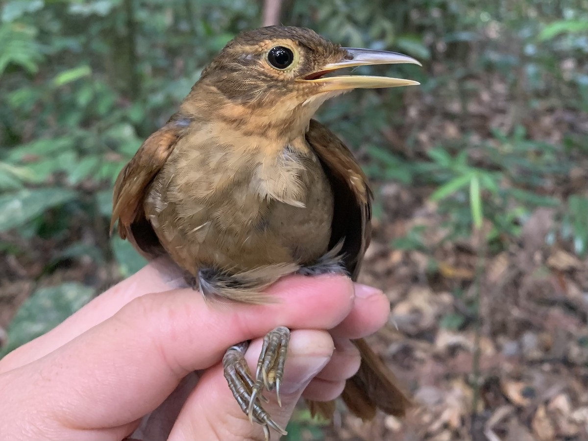 Ochre-throated Foliage-gleaner (ochrolaemus) - ML389331831