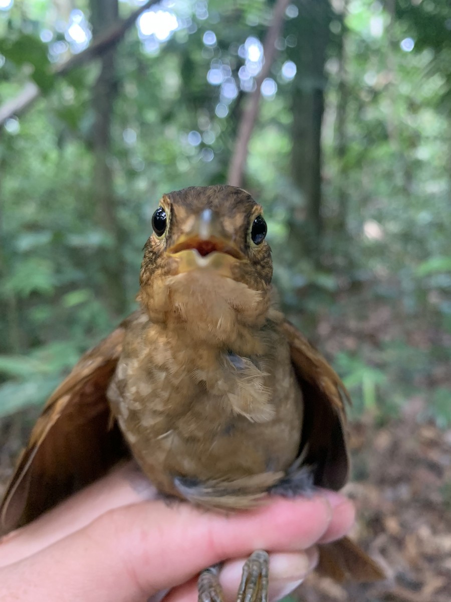 Ochre-throated Foliage-gleaner (ochrolaemus) - ML389331861