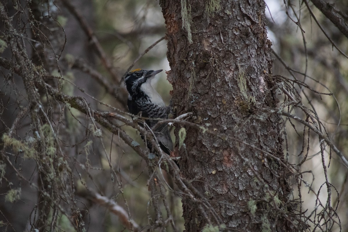 American Three-toed Woodpecker - ML389332121