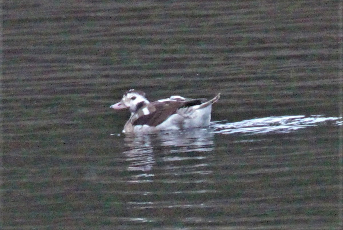 Long-tailed Duck - ML389332681