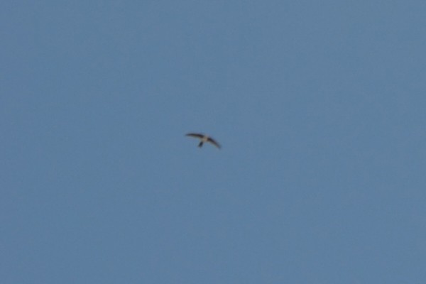 Alpine Swift - Sergo Travelian