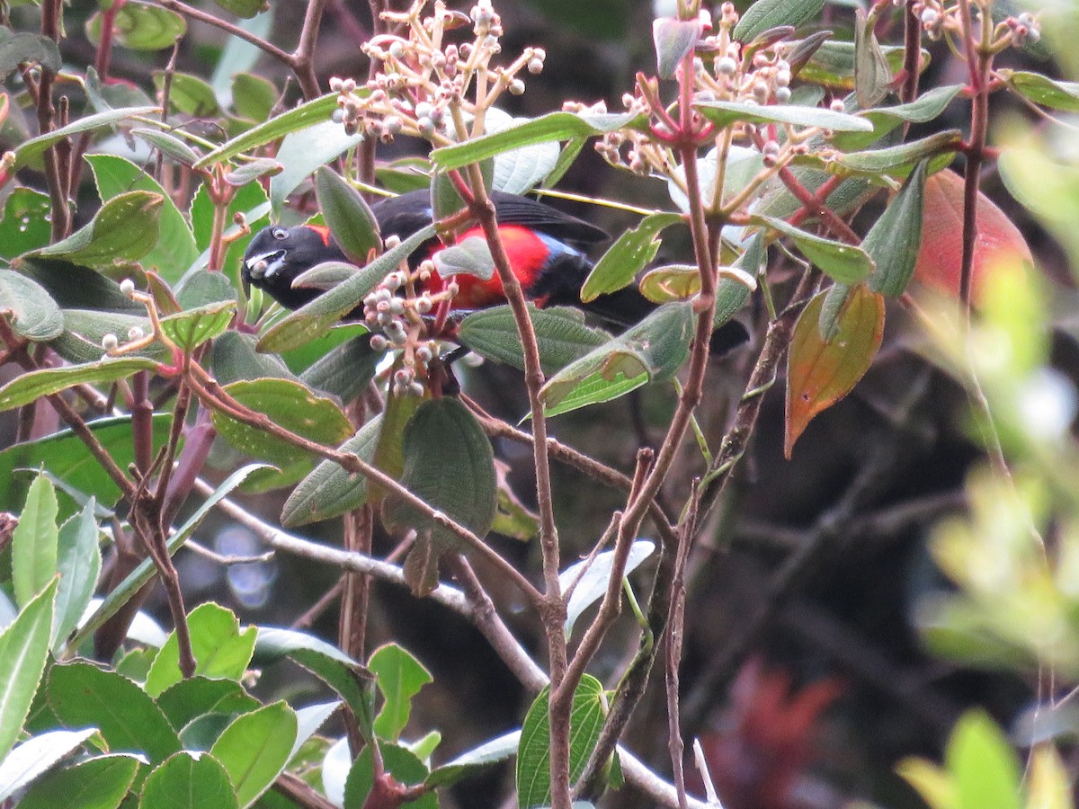 Scarlet-bellied Mountain Tanager - Sandy Gallito