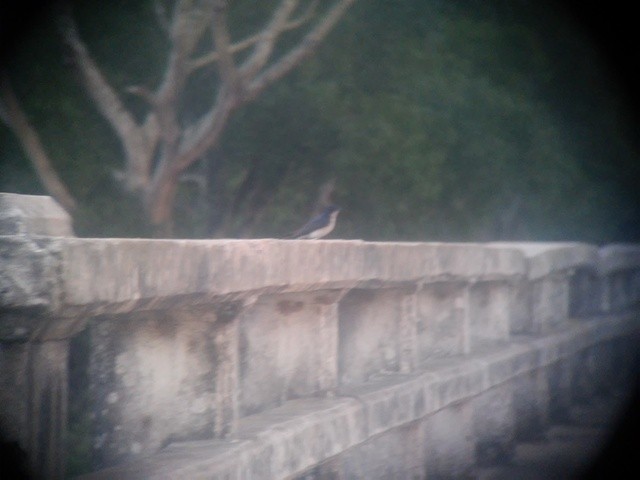 Gray-breasted Martin - Lucas Barrera