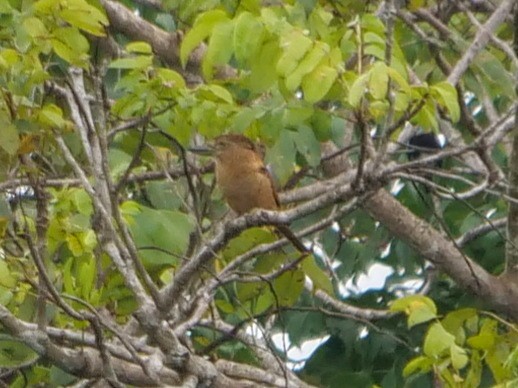 Barred Puffbird - ML389336611