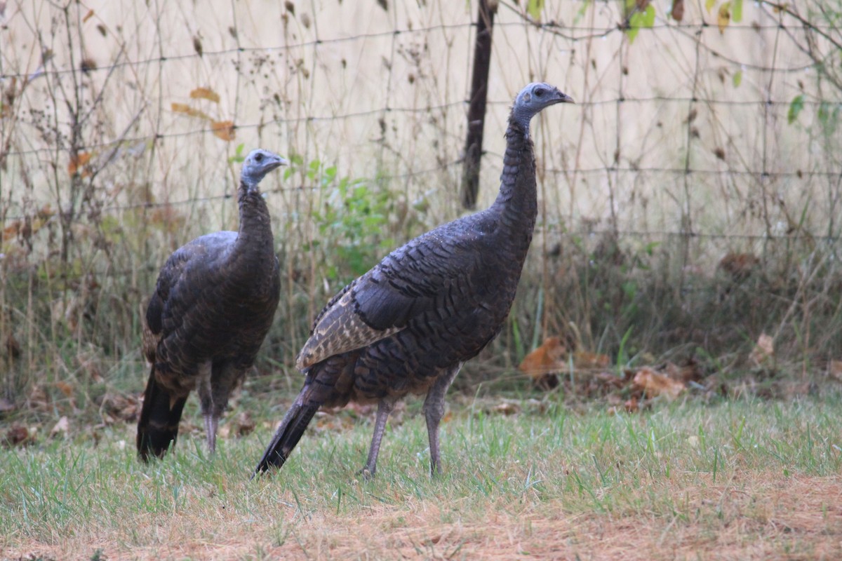 Wild Turkey - ML38933801