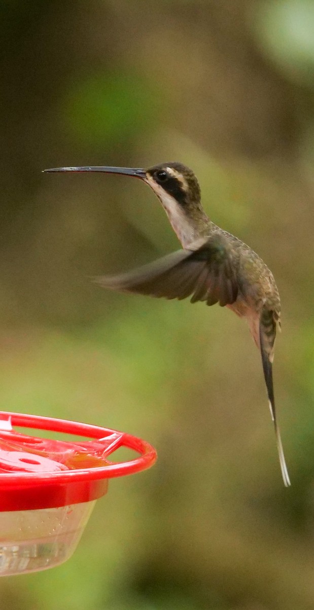 Pale-bellied Hermit - Roger Horn