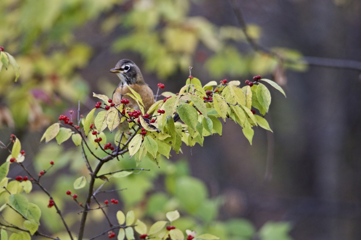 American Robin - ML389338871