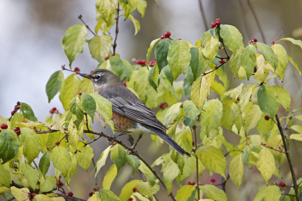 American Robin - ML389338881