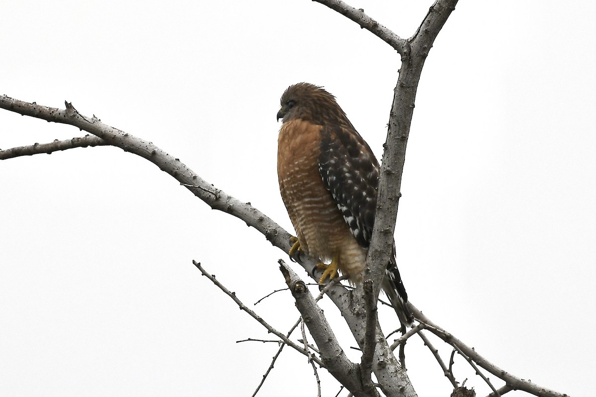 Red-shouldered Hawk - Lila Theis