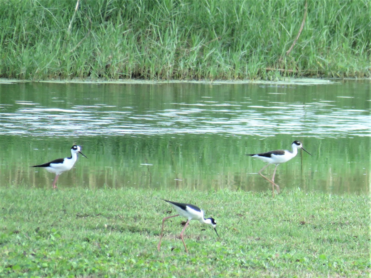 Black-necked Stilt - ML389340811