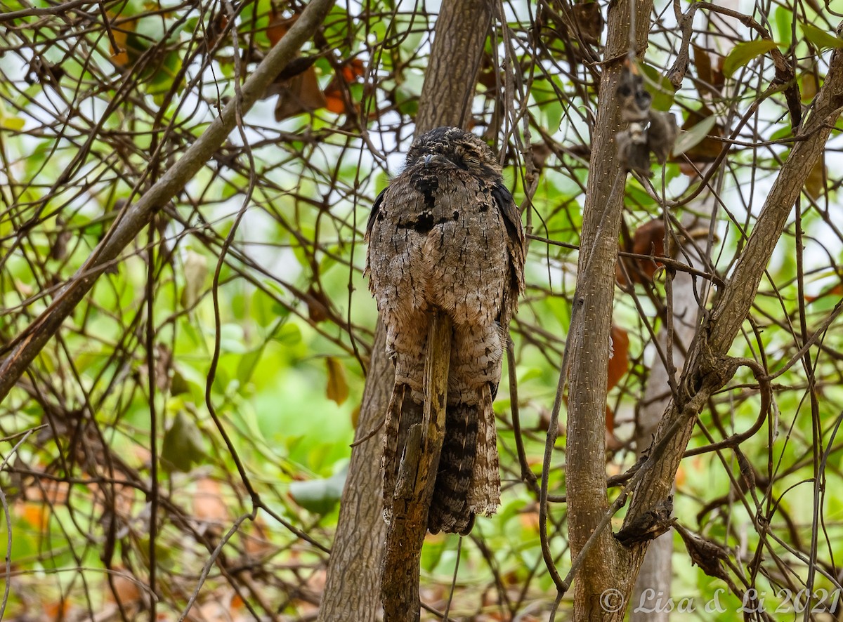 Common Potoo - Lisa & Li Li