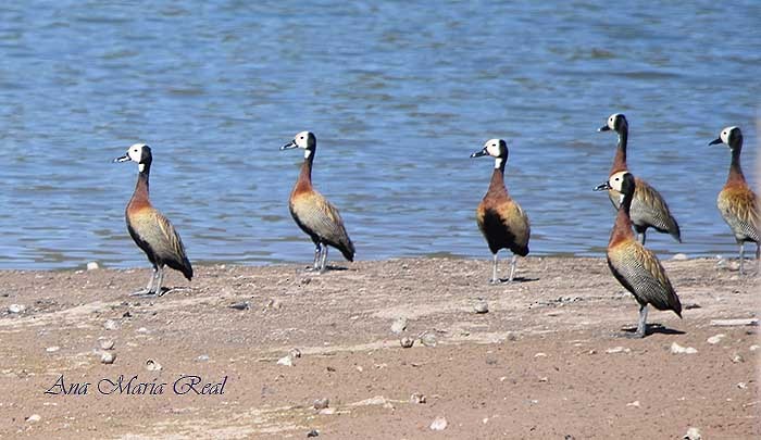 White-faced Whistling-Duck - ML389342251