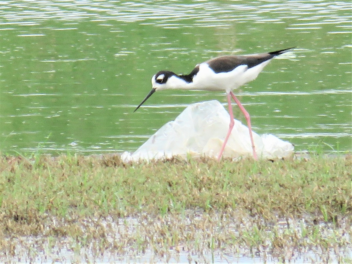 Black-necked Stilt - ML389342691