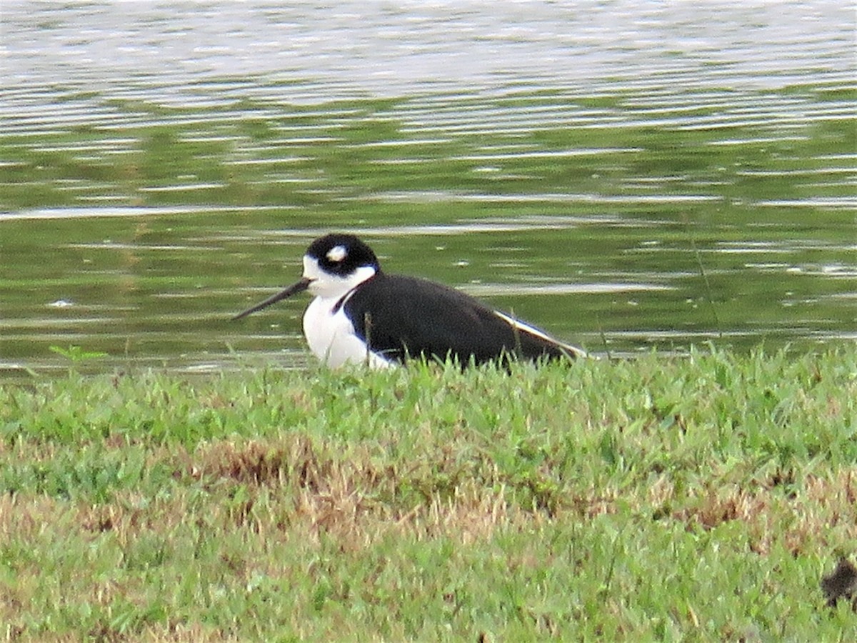 Black-necked Stilt - Judy Robichaux