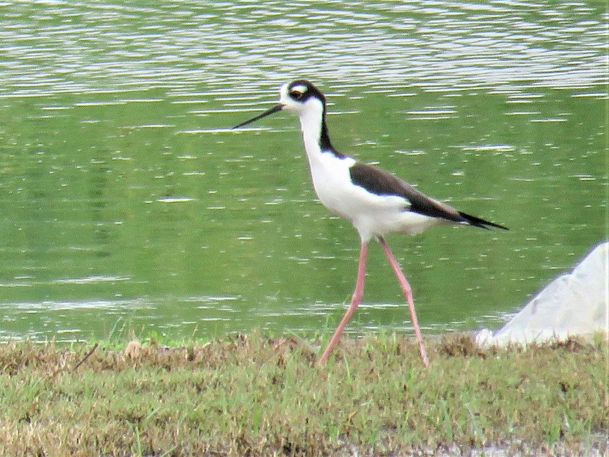 Black-necked Stilt - ML389342841