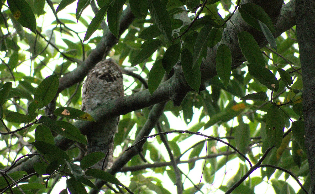 Great Potoo - ML389343261