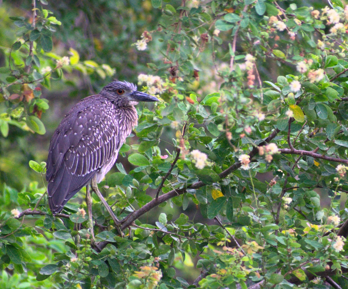 Yellow-crowned Night Heron - ML389343331