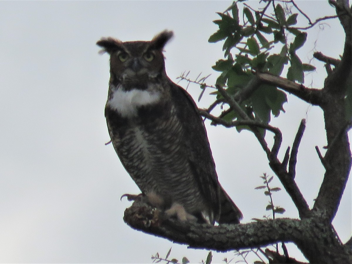 Great Horned Owl - ML389343441