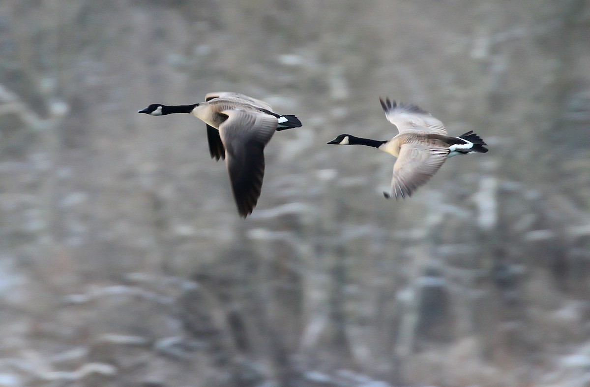 Canada Goose - ML389343811