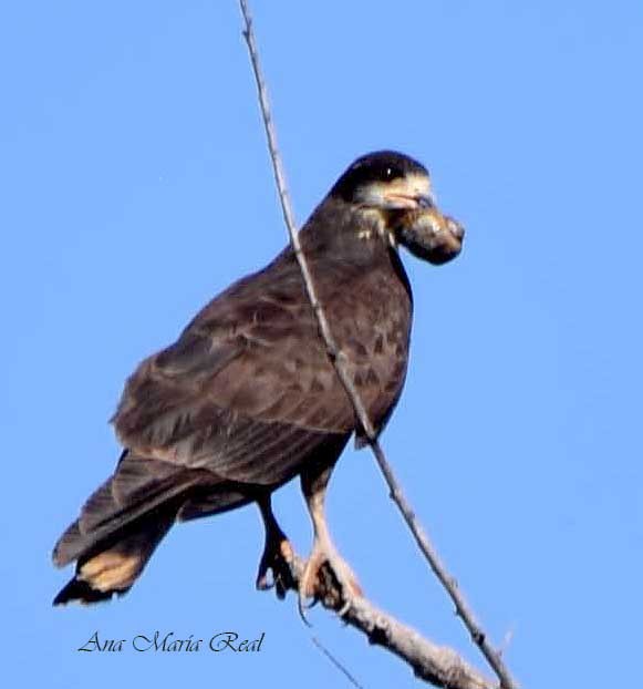 Snail Kite - ML389343841