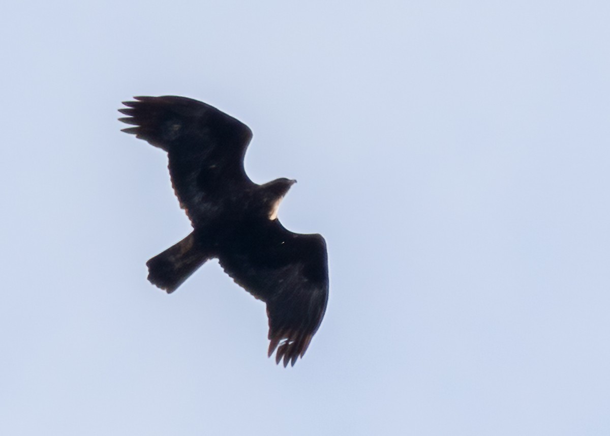 Цармын бүргэд - ML389343941