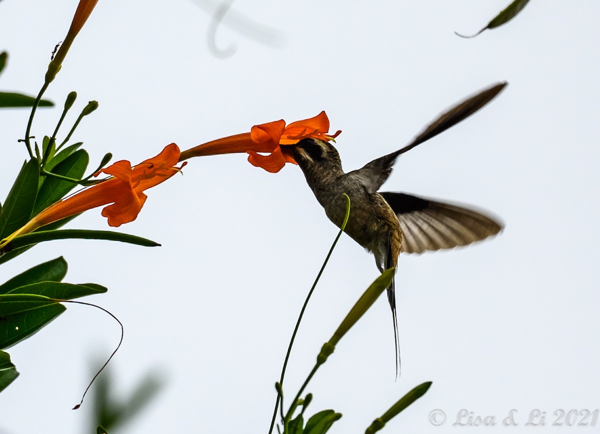 kolibřík tmavolící (ssp. baroni) - ML389344491