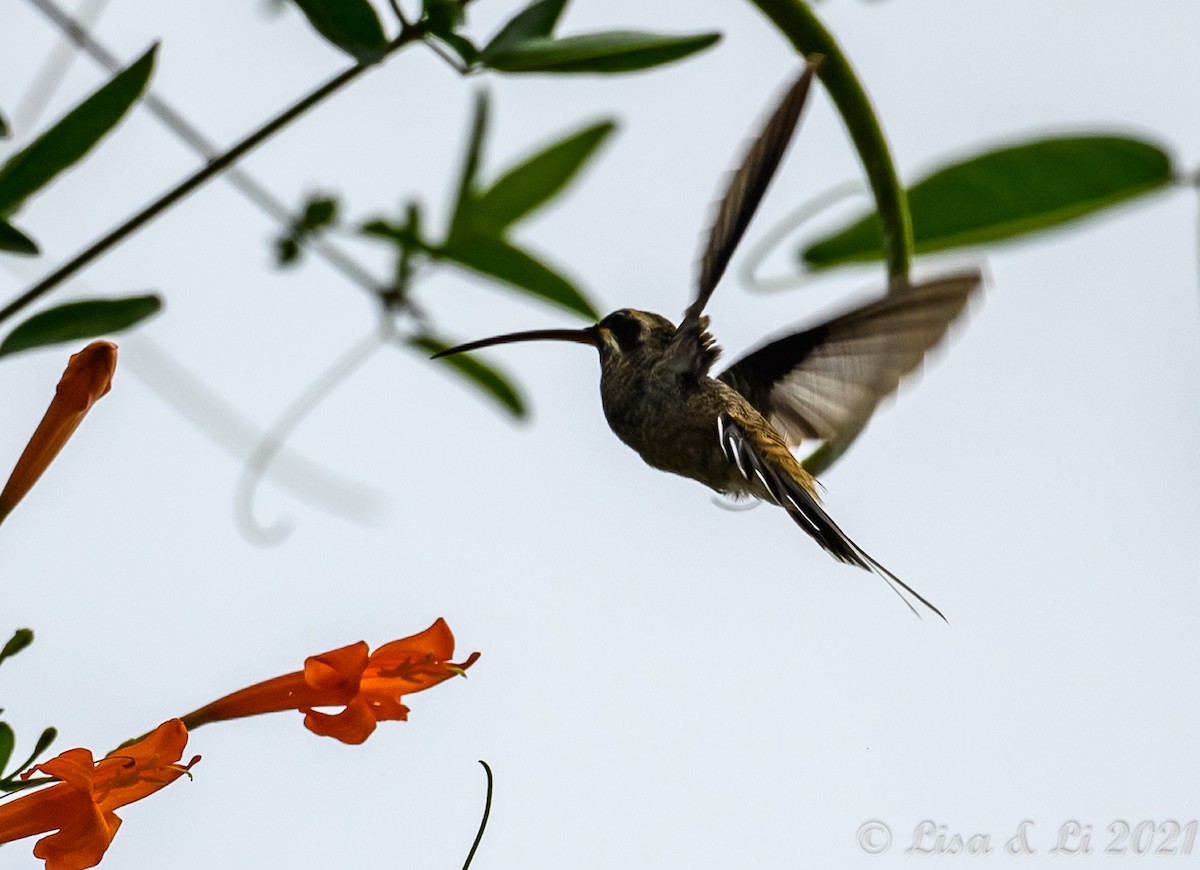 Long-billed Hermit (Baron's) - ML389344501