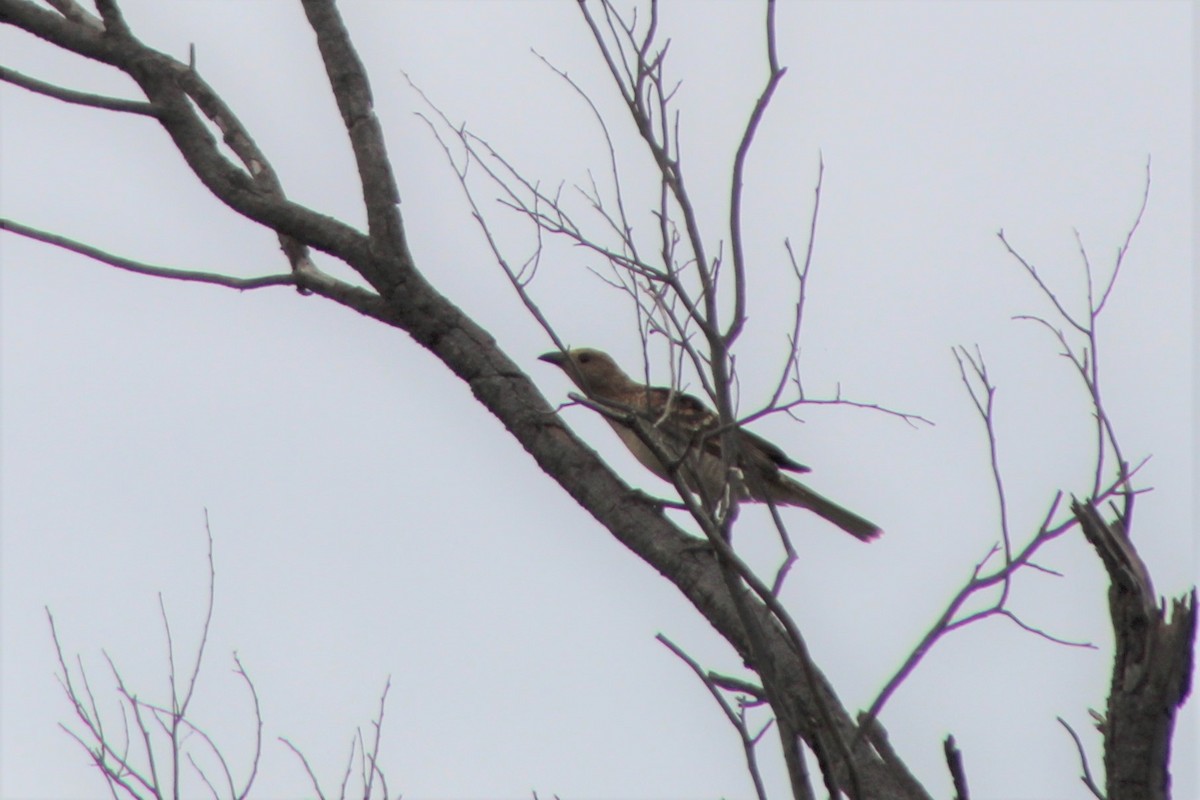 Spotted Bowerbird - ML389345041