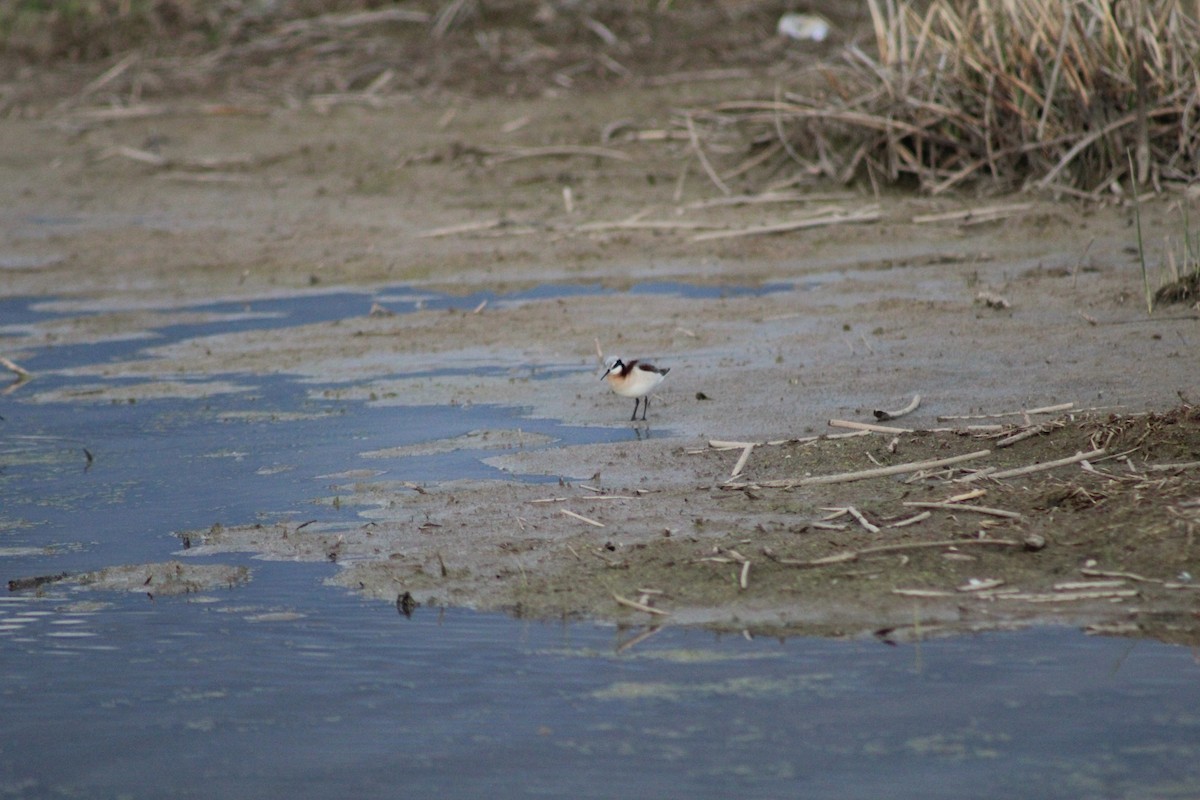 hvithalesvømmesnipe - ML389346181