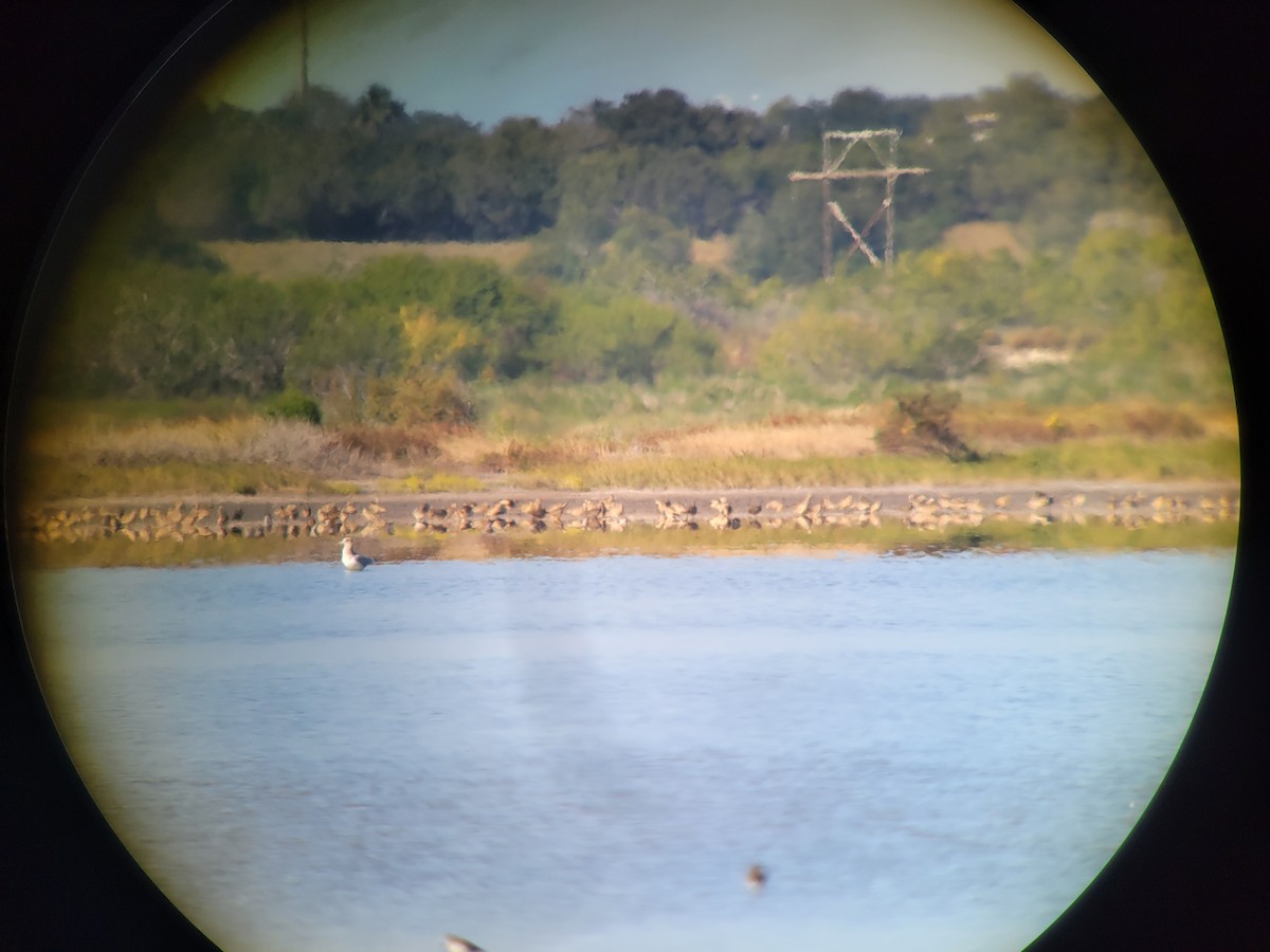 Long-billed Curlew - Justin LeClaire