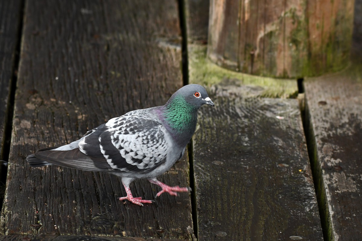 Rock Pigeon (Feral Pigeon) - ML389346571