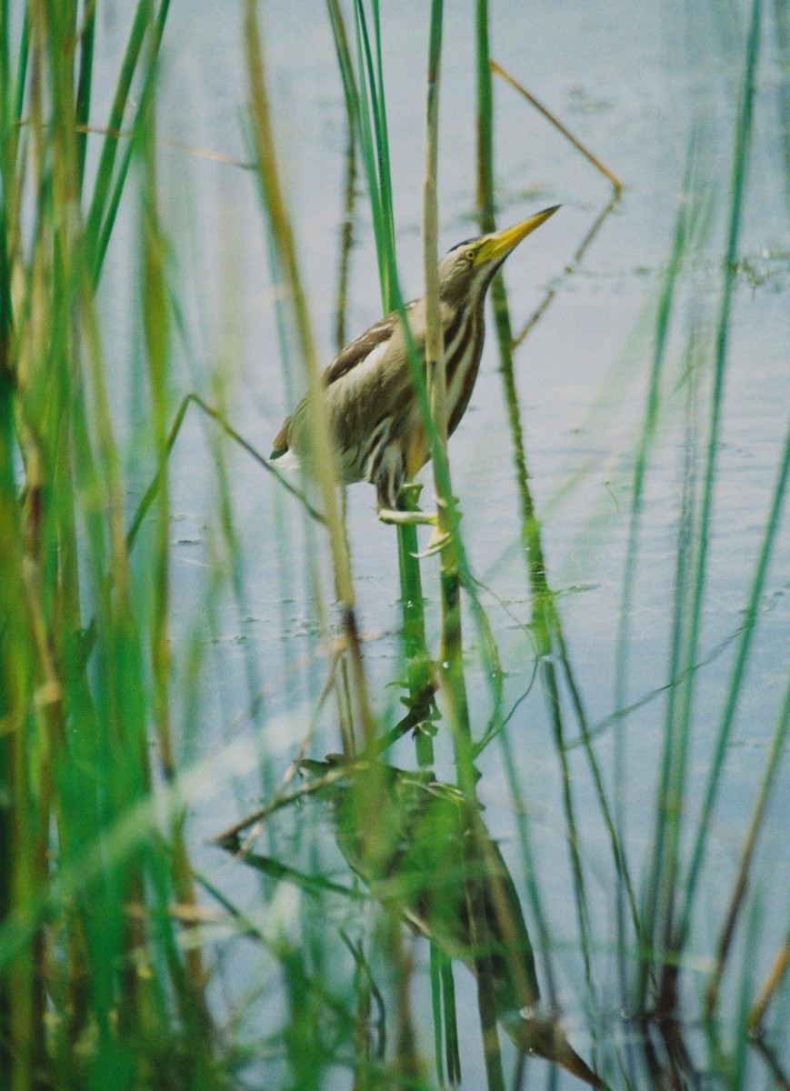 Little Bittern - ML38934681