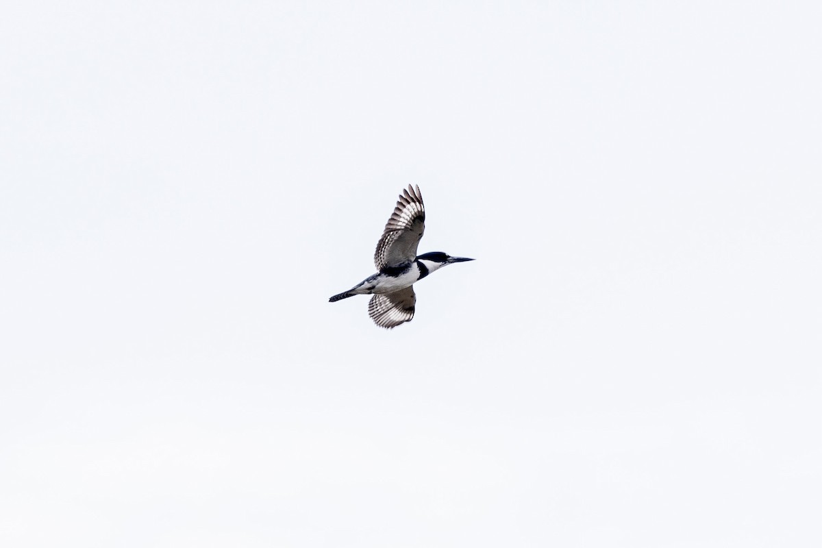 Belted Kingfisher - Gretchen Locy