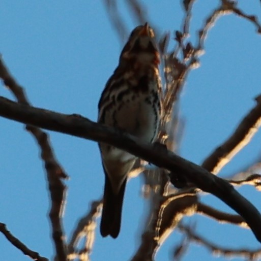 Fox Sparrow - ML389347991