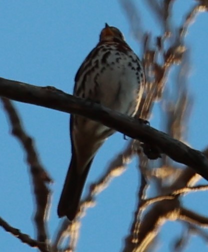 Fox Sparrow - ML389348001