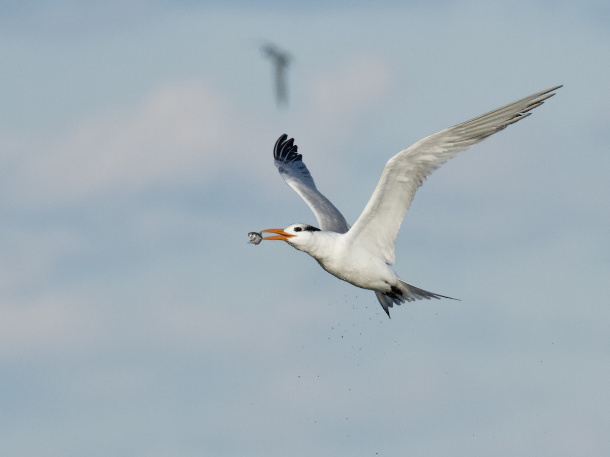 Royal Tern - Evan Knudsen