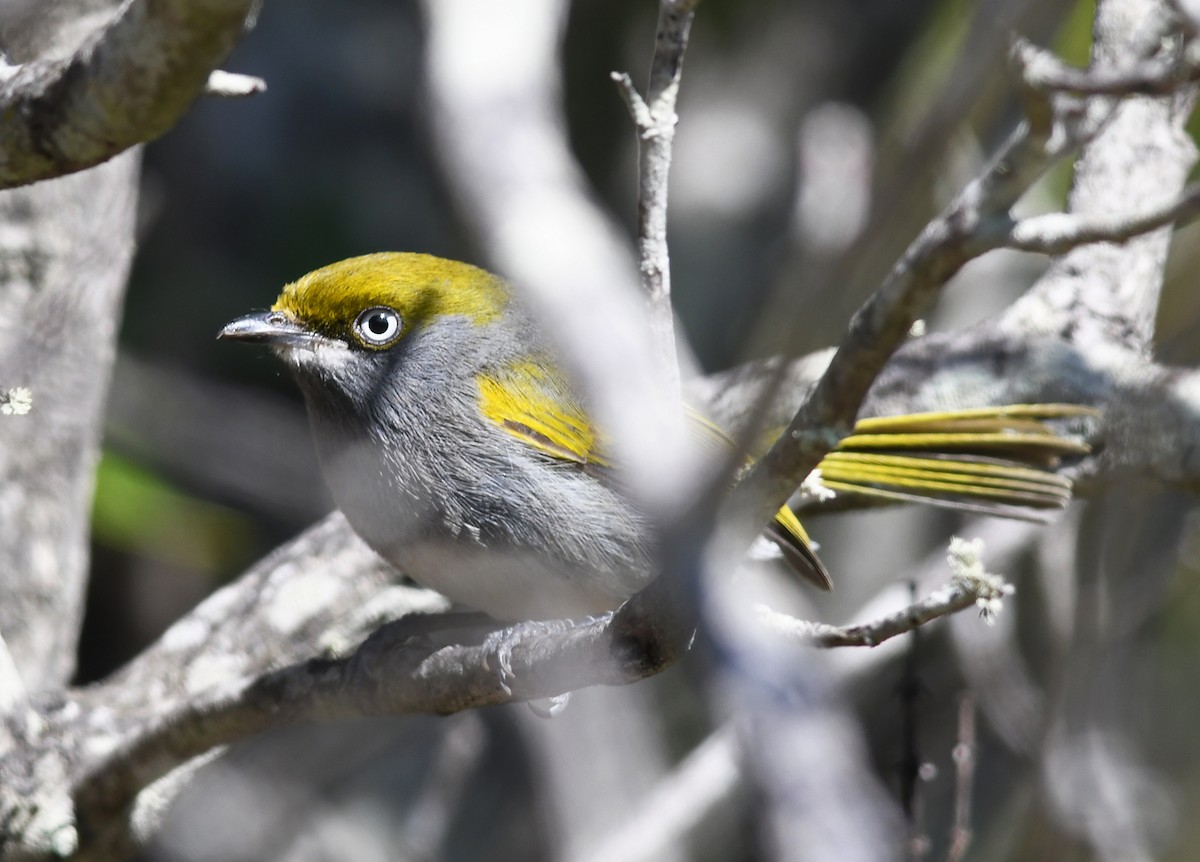 Slaty Vireo - ML389348401