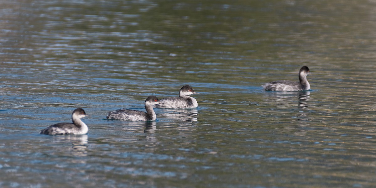 Eared Grebe - Michael Roper