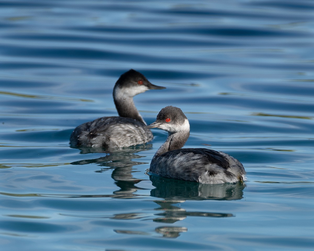 Eared Grebe - Michael Roper