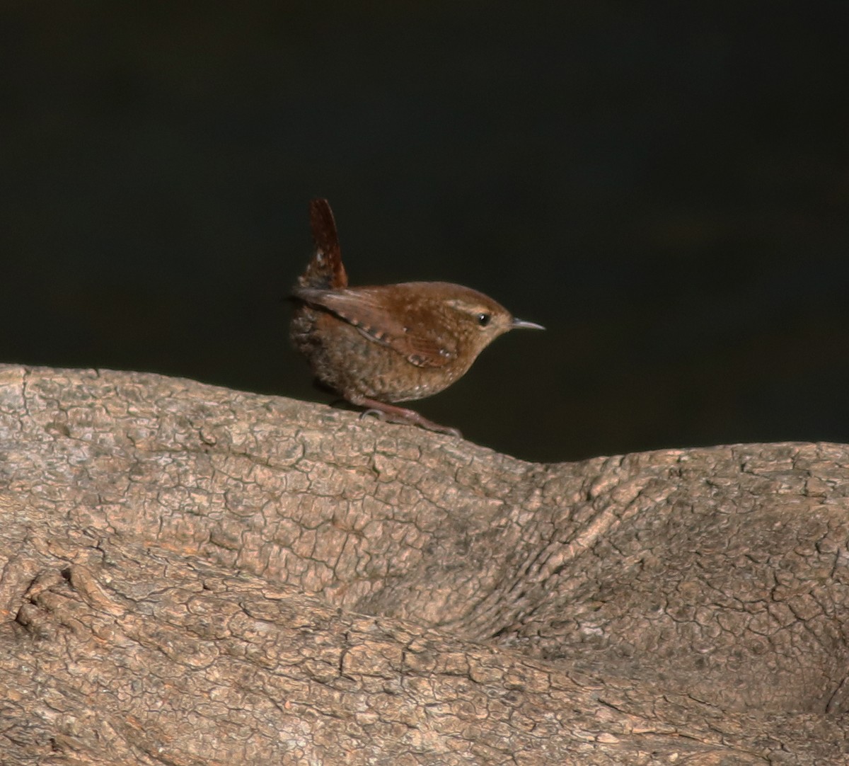 Winter Wren - ML389350271