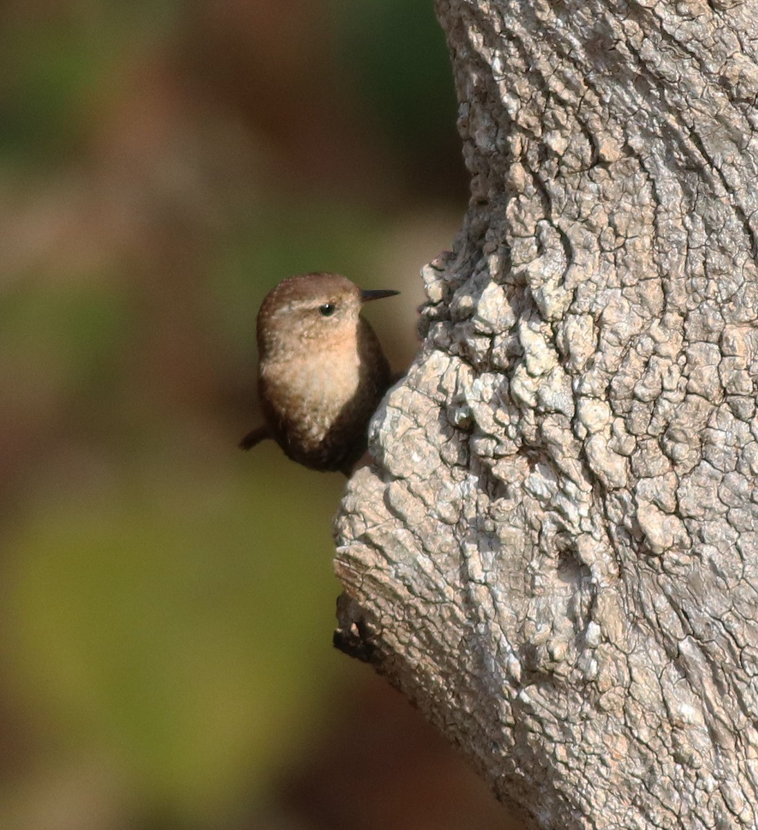 Winter Wren - ML389350291