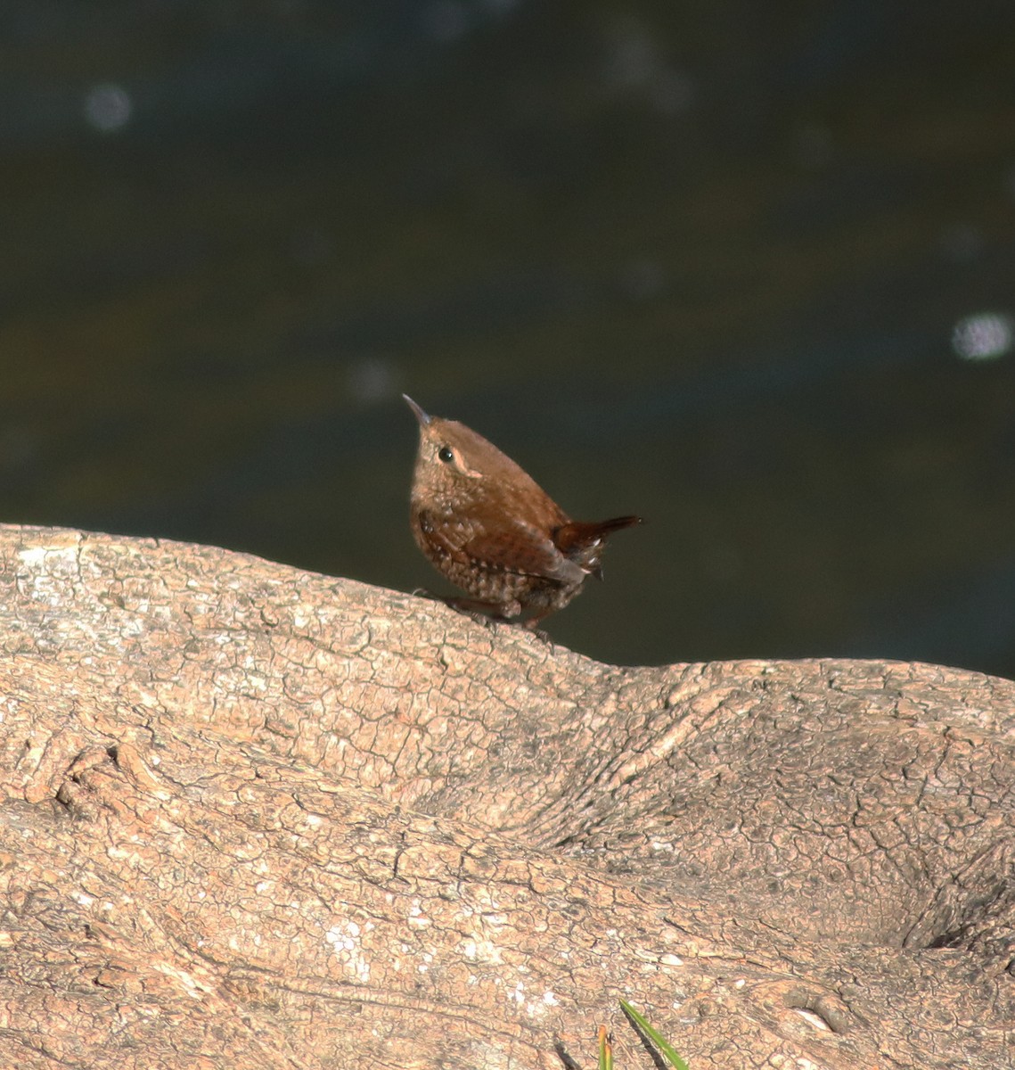 Winter Wren - ML389350301