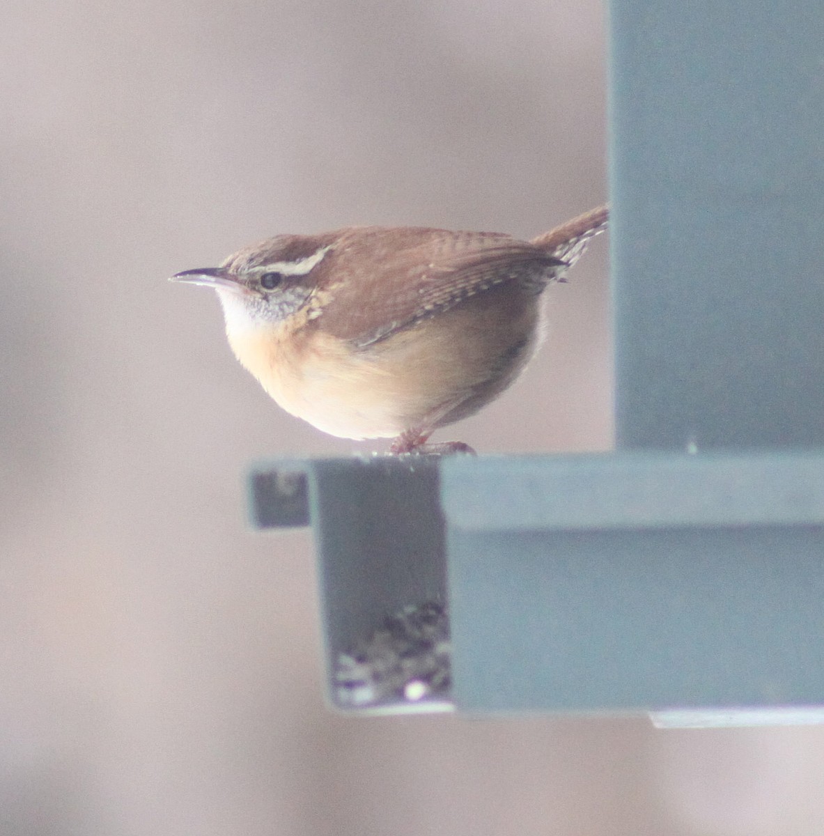 Carolina Wren - ML38935111