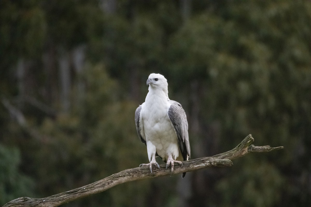 White-bellied Sea-Eagle - Pradeep Pandiyan