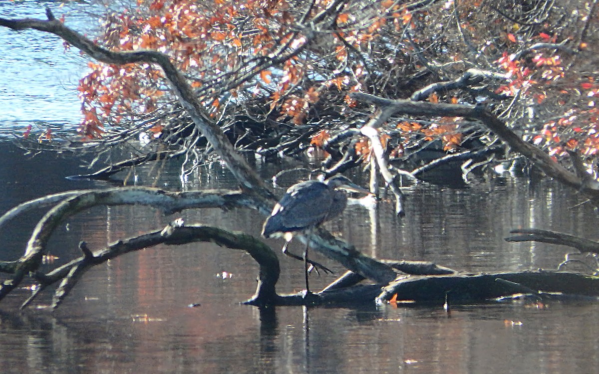 Great Blue Heron - ML389352781