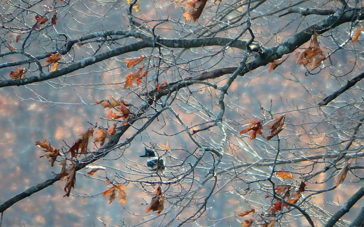 Belted Kingfisher - ML389352811