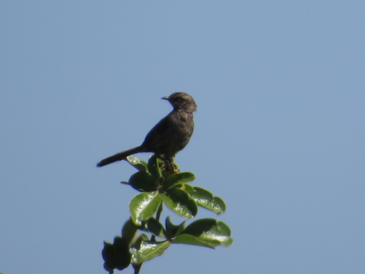 Chalk-browed Mockingbird - ML389354101