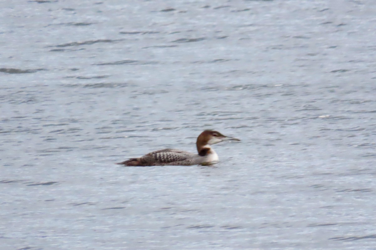 Plongeon huard - ML389354311