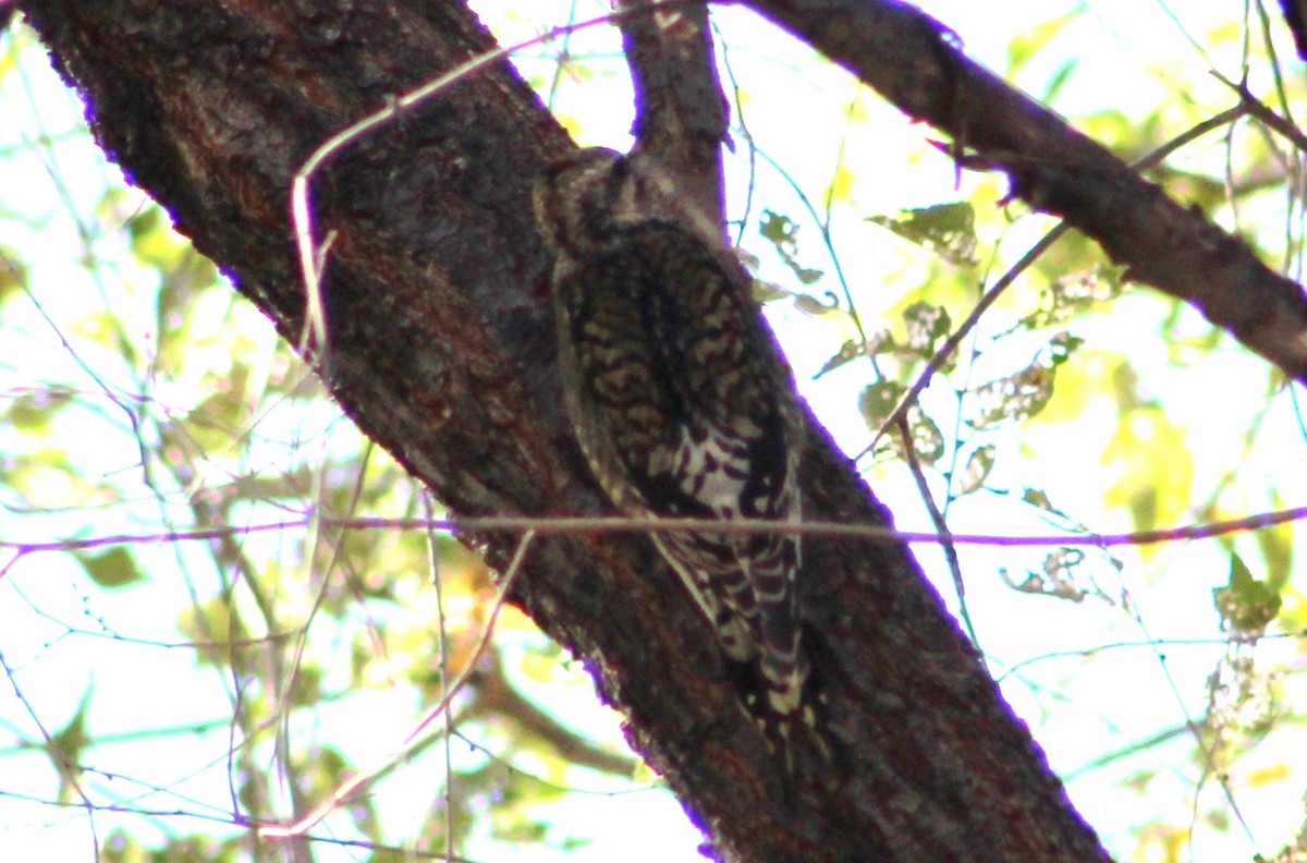 Yellow-bellied Sapsucker - ML389355641